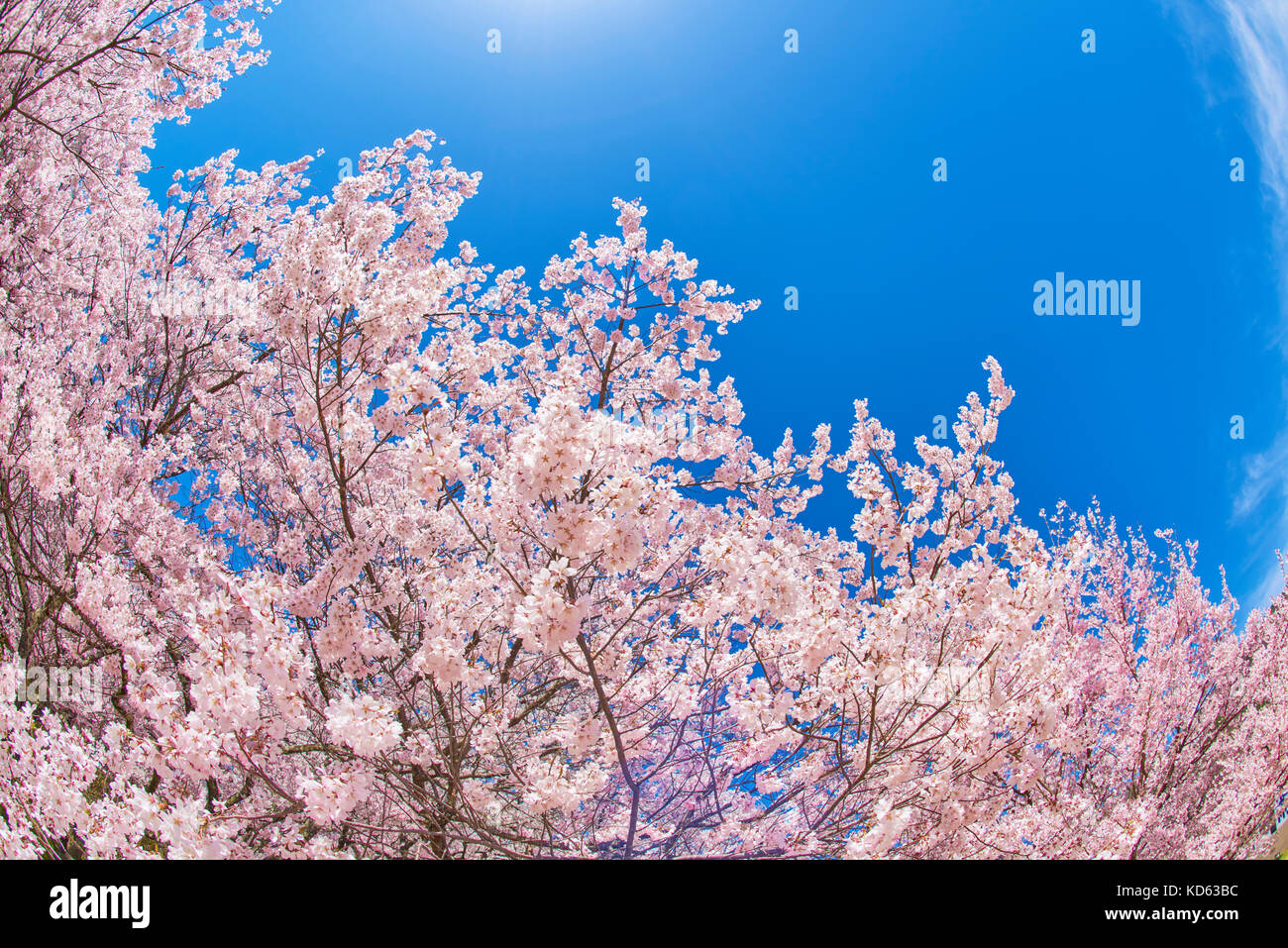 Cherry blossoms in full bloom and blue sky Stock Photo - Alamy
