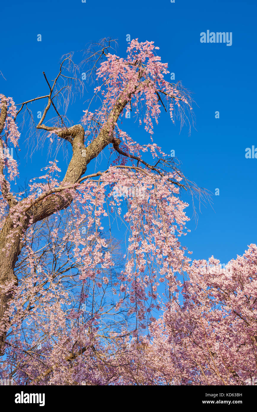 Cherry blossoms in full bloom and blue sky Stock Photo - Alamy