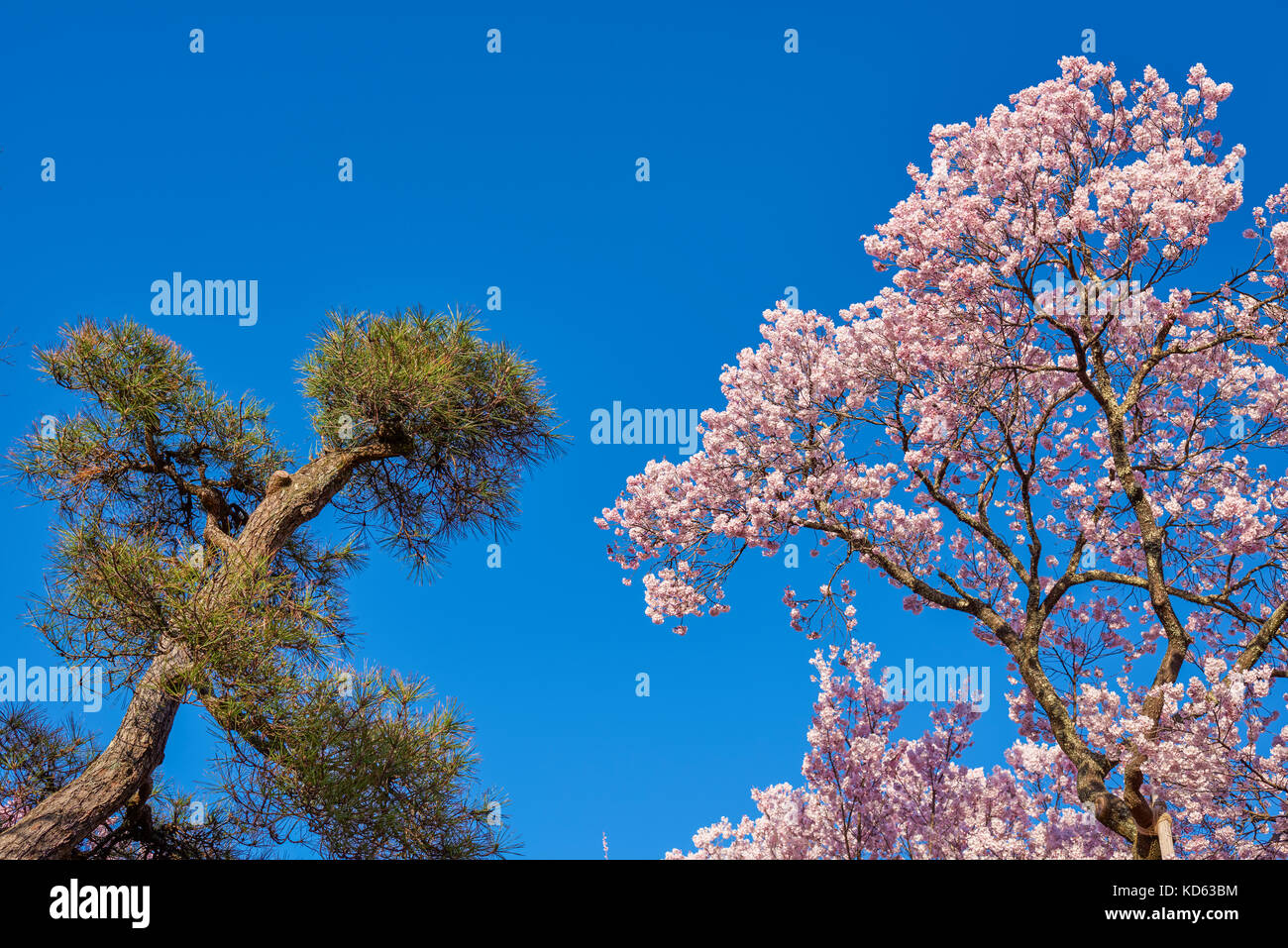 Cherry blossoms in full bloom and blue sky Stock Photo - Alamy