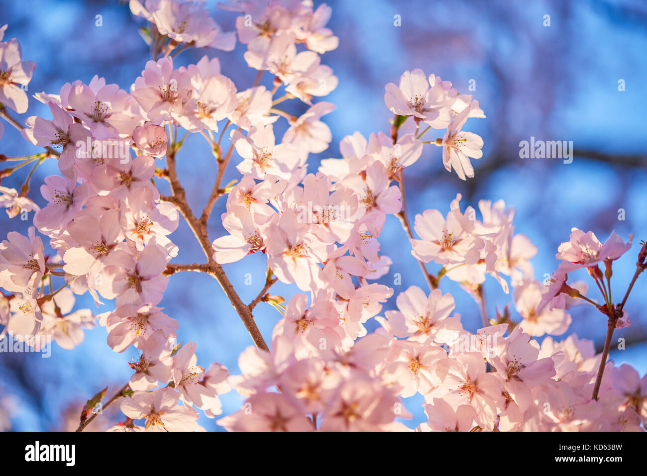 Cherry blossoms in full bloom Stock Photo - Alamy