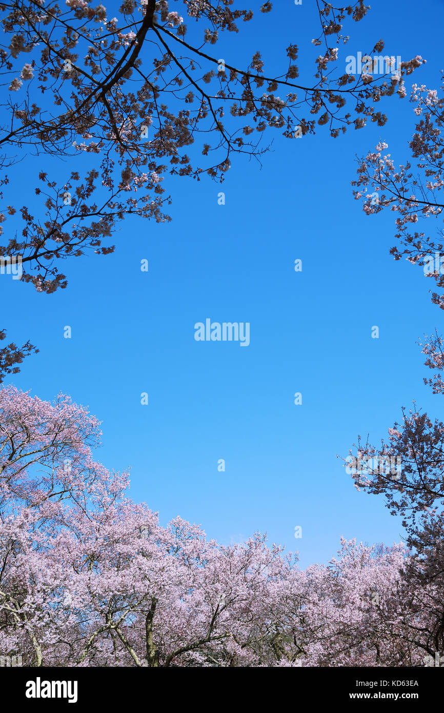 Cherry blossoms in full bloom and blue sky Stock Photo - Alamy