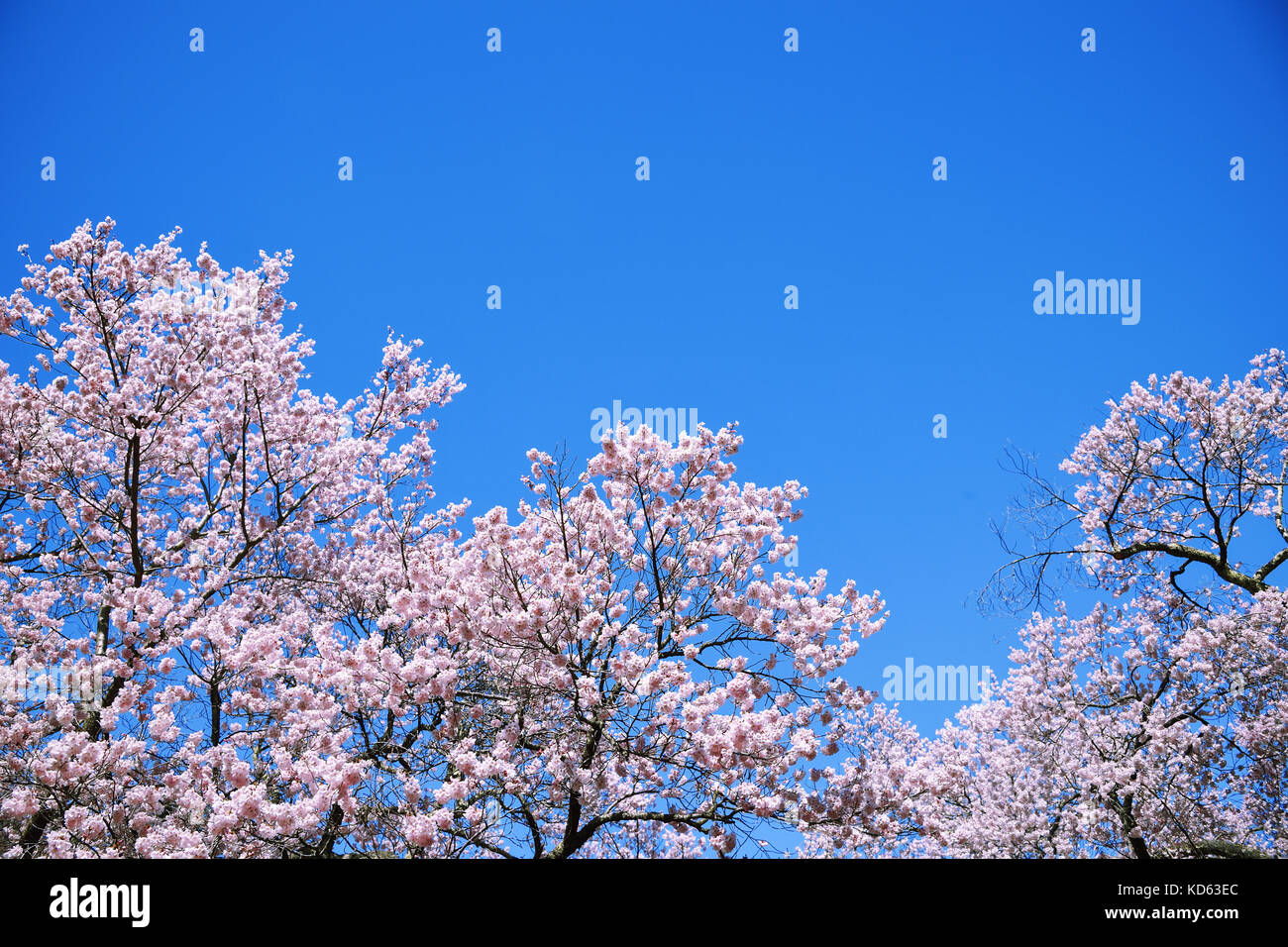 Cherry blossoms in full bloom and blue sky Stock Photo - Alamy