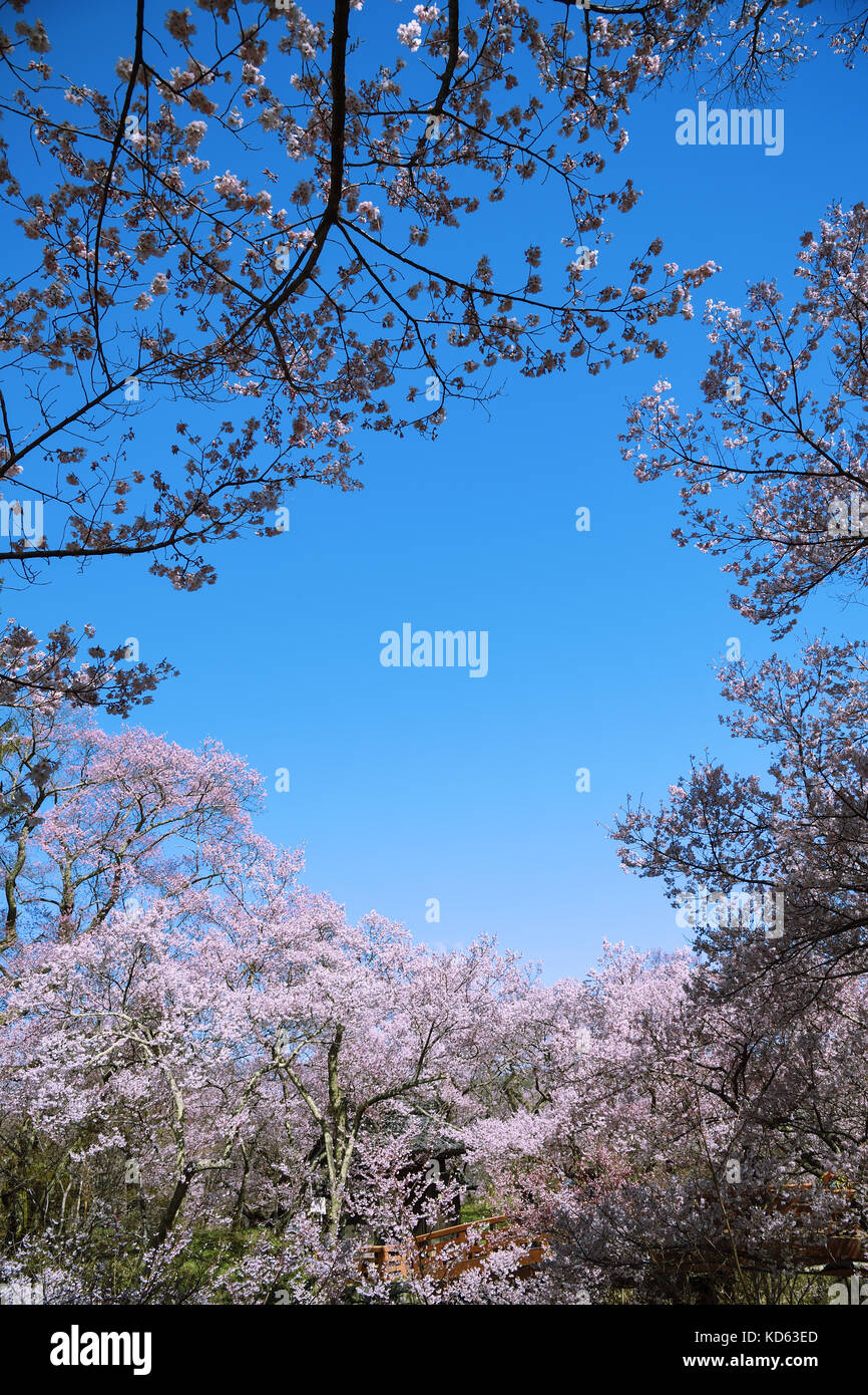 Cherry blossoms in full bloom and blue sky Stock Photo - Alamy