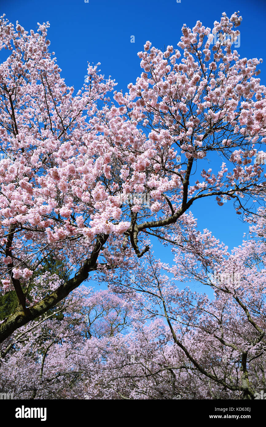Cherry blossoms in full bloom and blue sky Stock Photo - Alamy