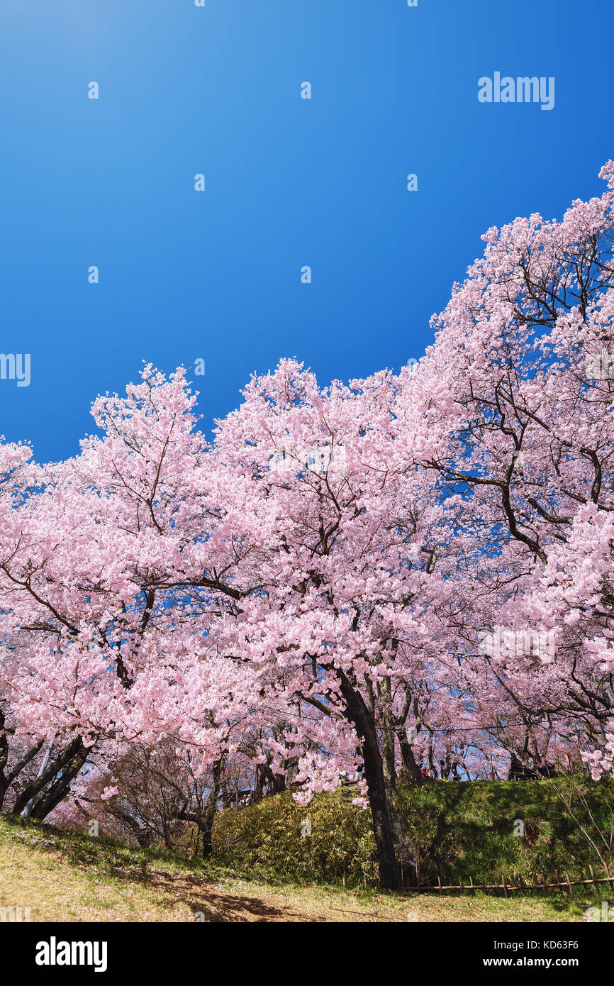 Cherry blossoms in full bloom and blue sky Stock Photo - Alamy