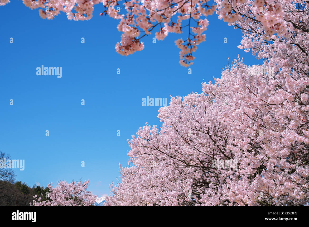 Cherry blossoms in full bloom and blue sky Stock Photo - Alamy
