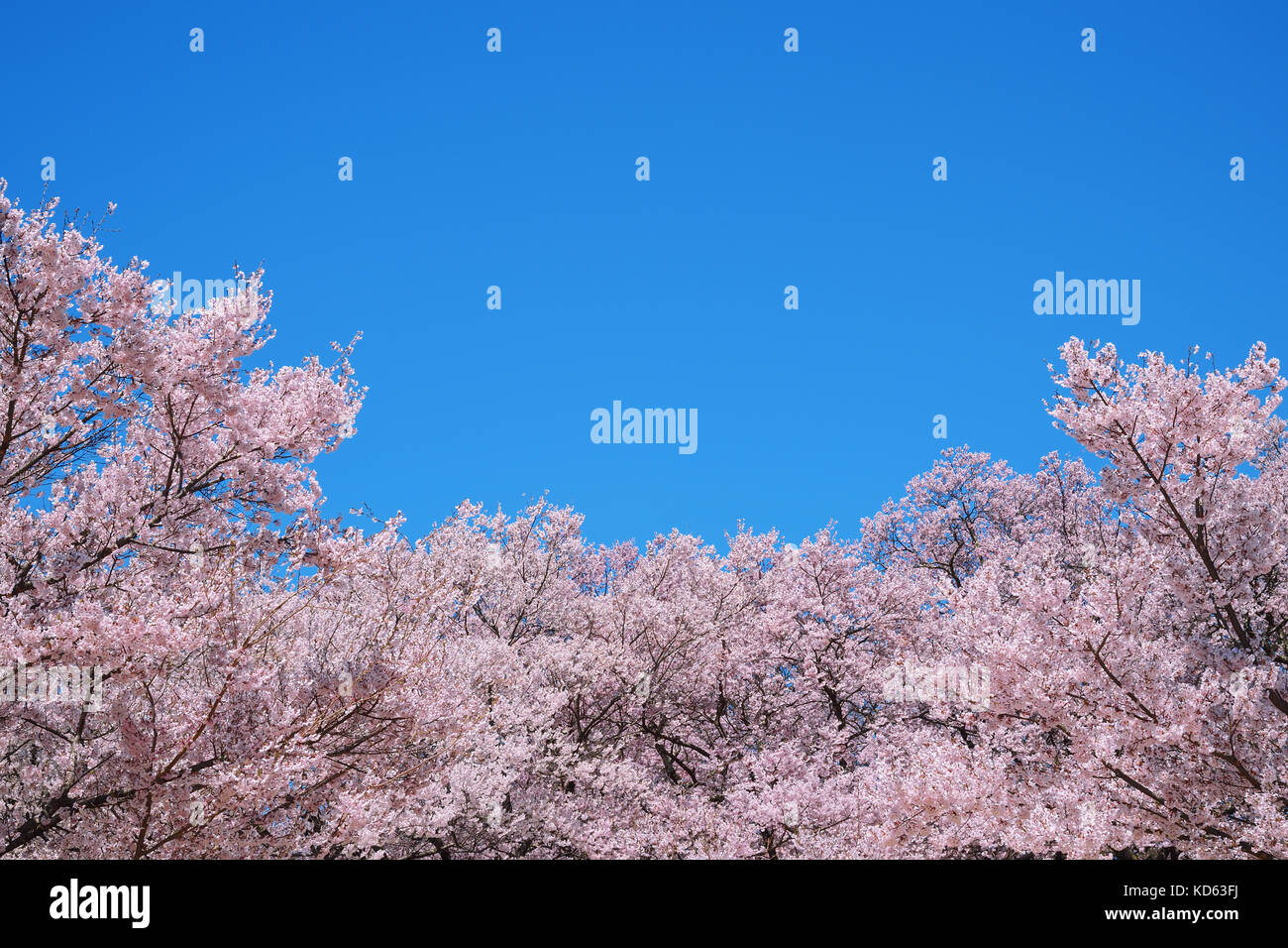 Cherry blossoms in full bloom and blue sky Stock Photo - Alamy