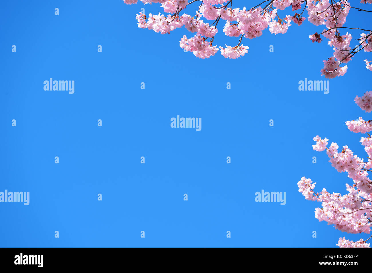 Cherry blossoms in full bloom and blue sky Stock Photo - Alamy