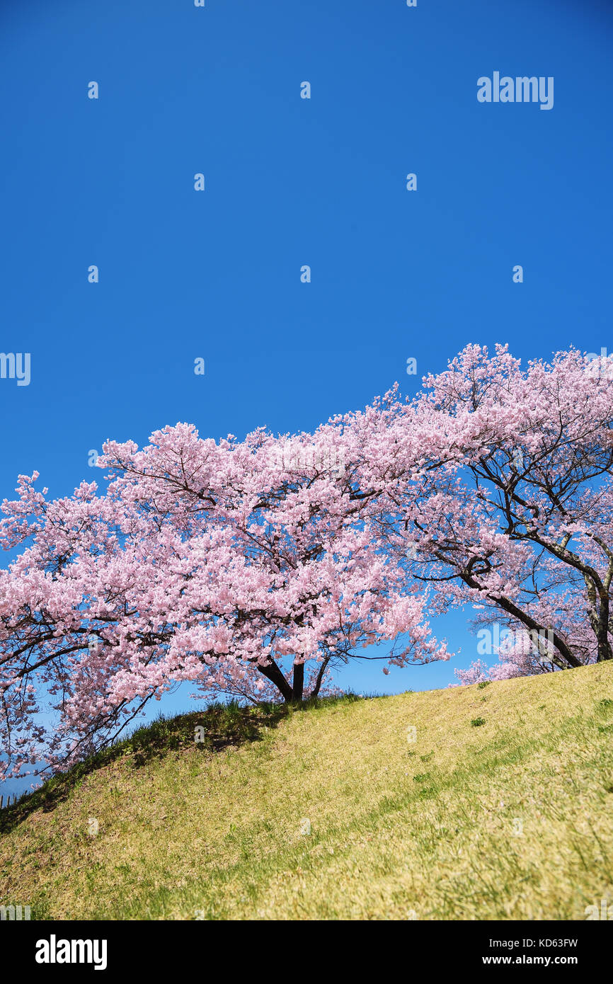 Cherry blossoms in full bloom and blue sky Stock Photo - Alamy