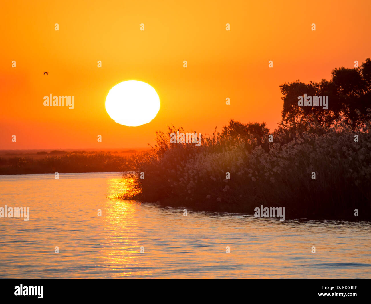Red african sunset silhouette grass hi-res stock photography and images ...