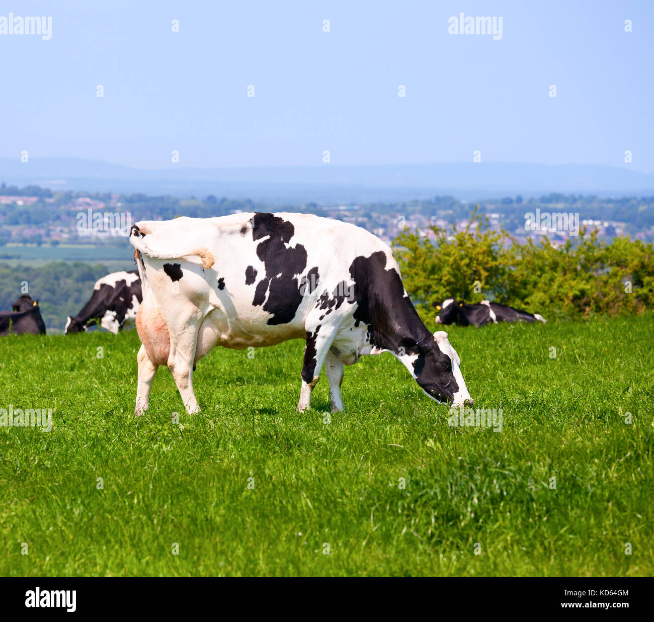 Holstein cow grazing hi-res stock photography and images - Alamy