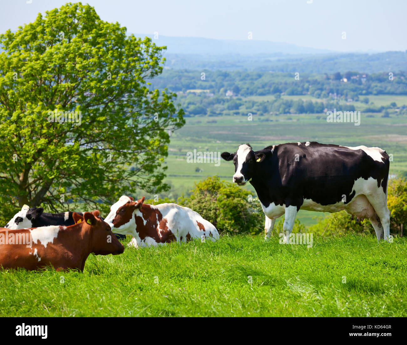 Holstein cows grazing at pasture in England Stock Photo - Alamy