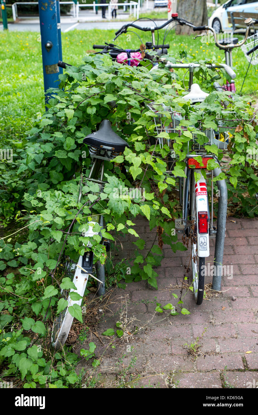 Bicycle parking stands in a city, bikes are overgrown by plants