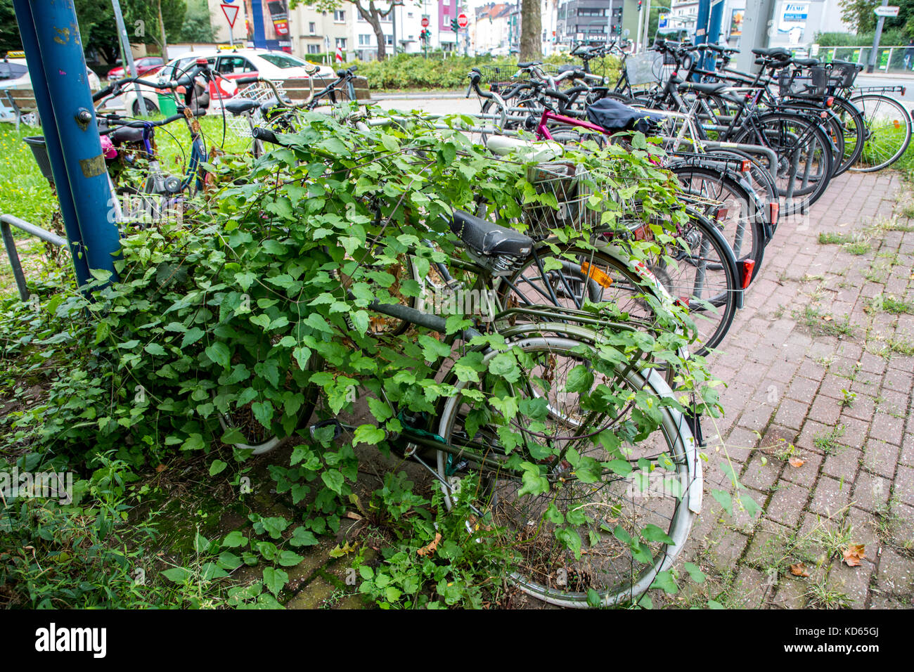 Bicycle parking stands in a city, bikes are overgrown by plants