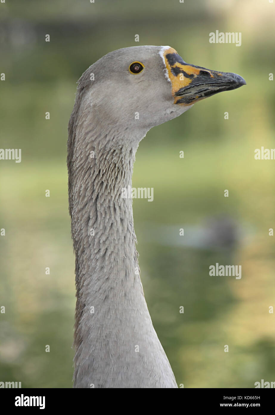 goose with spotted beak Stock Photo