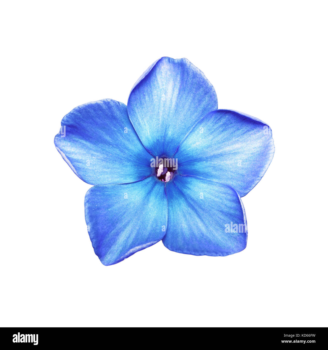 Blue Phlox Flower Isolated on White Stock Photo