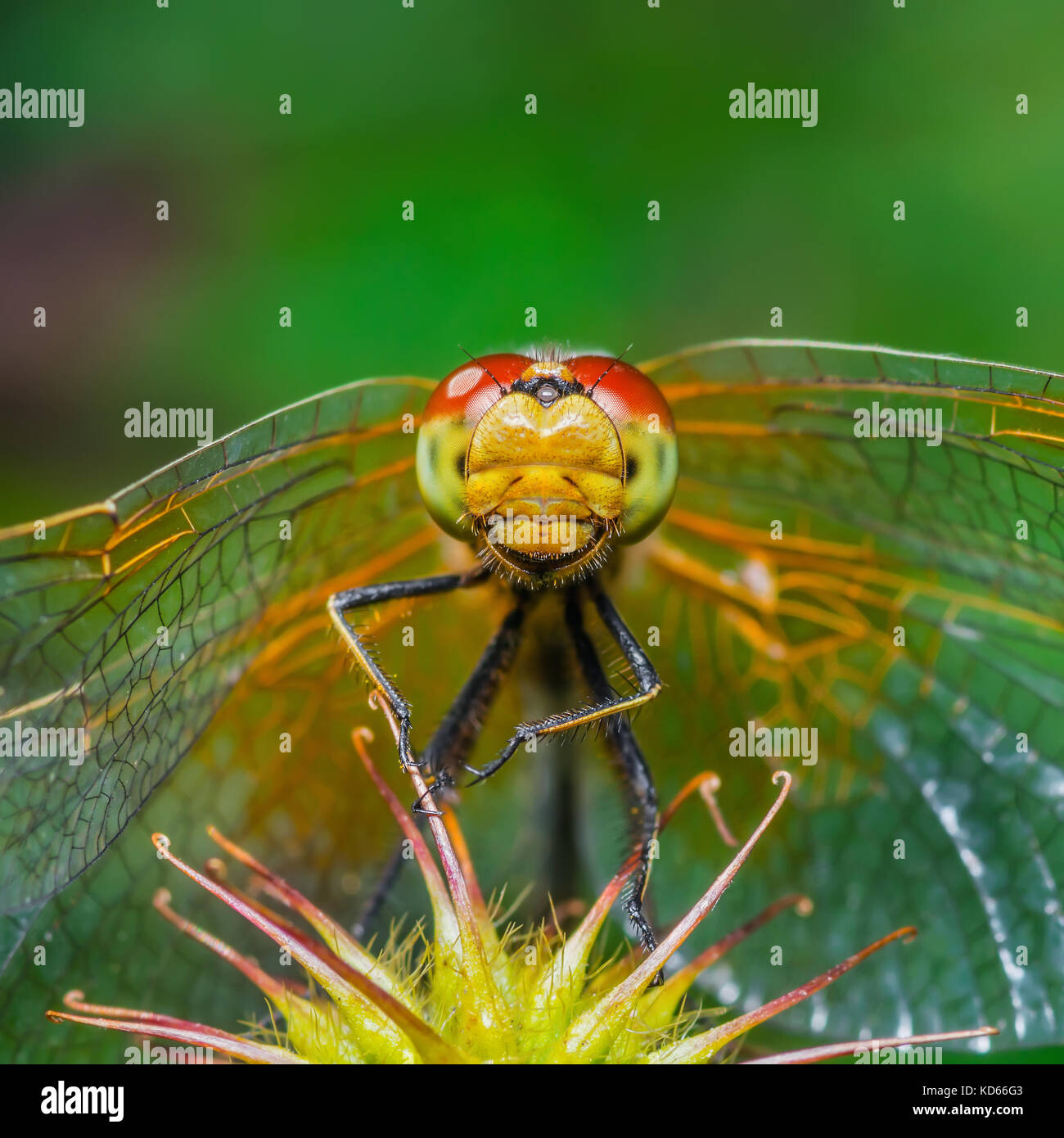 Dragonfly Insect Macro Portrait on Green Background Stock Photo
