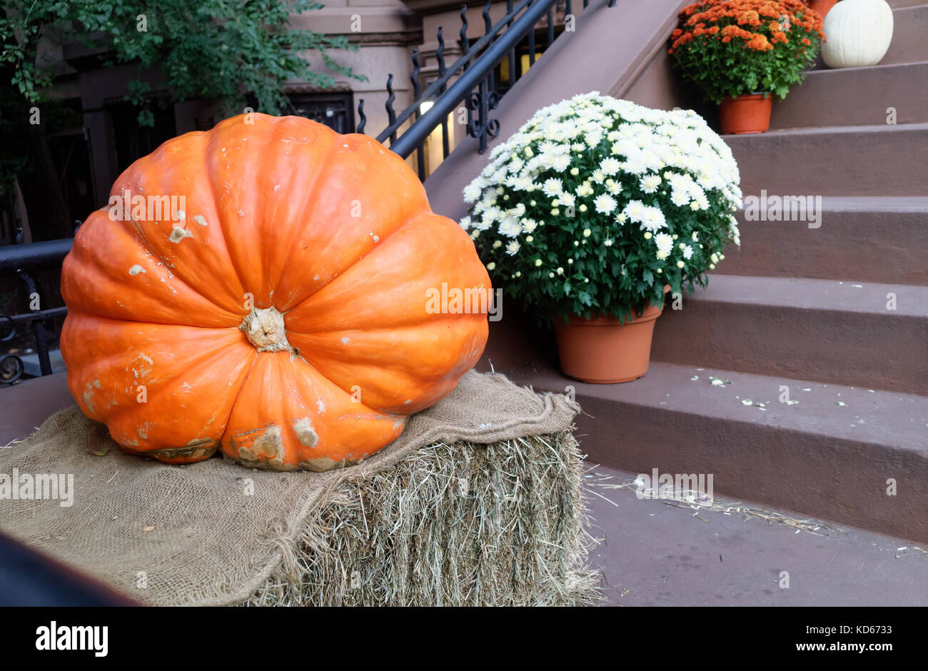 Large squashy pumpkin on a bale of hay with potted chrysanthemums on a Brooklyn brownstone stoop. Stock Photo