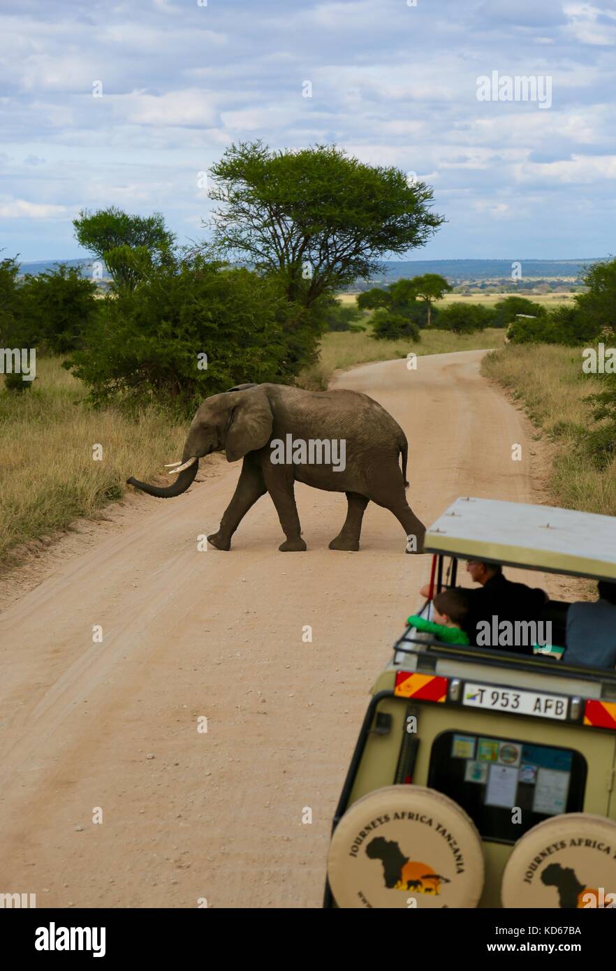 This picture was taken on a school trip to Tanzania this June. We got  really close to many animals, especially elephants Stock Photo - Alamy