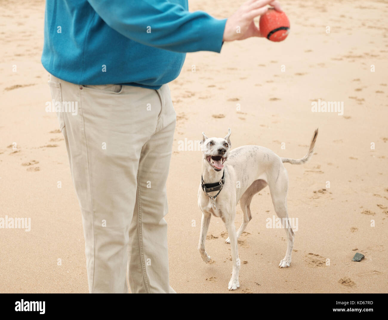 Man throwing ball for whippet dog on beach in Margate, Kent, UK Stock Photo