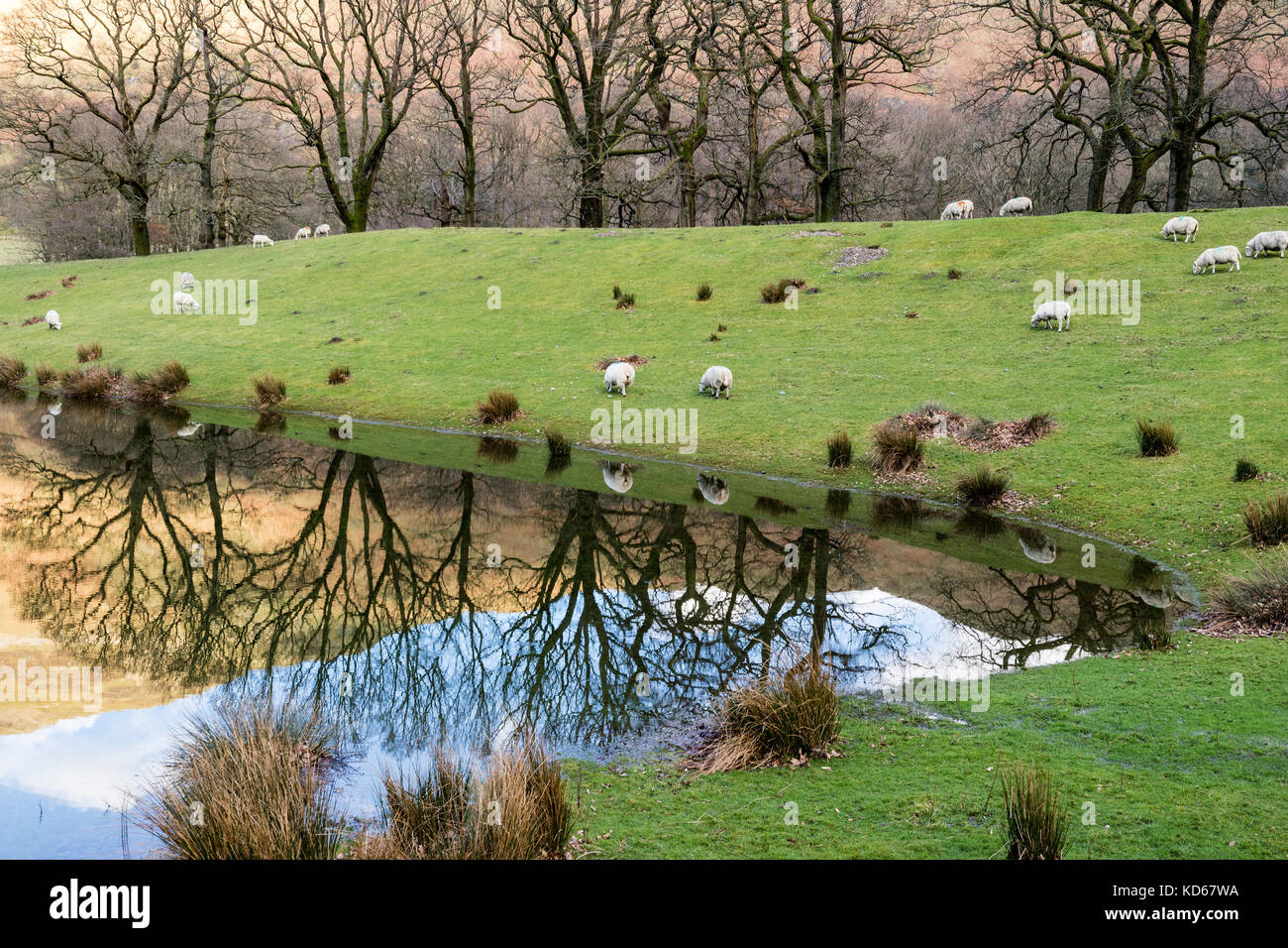 Sheep Grazing on a Partially Flooded Pasture, Patterdale, Lake District, Cumbria UK Stock Photo