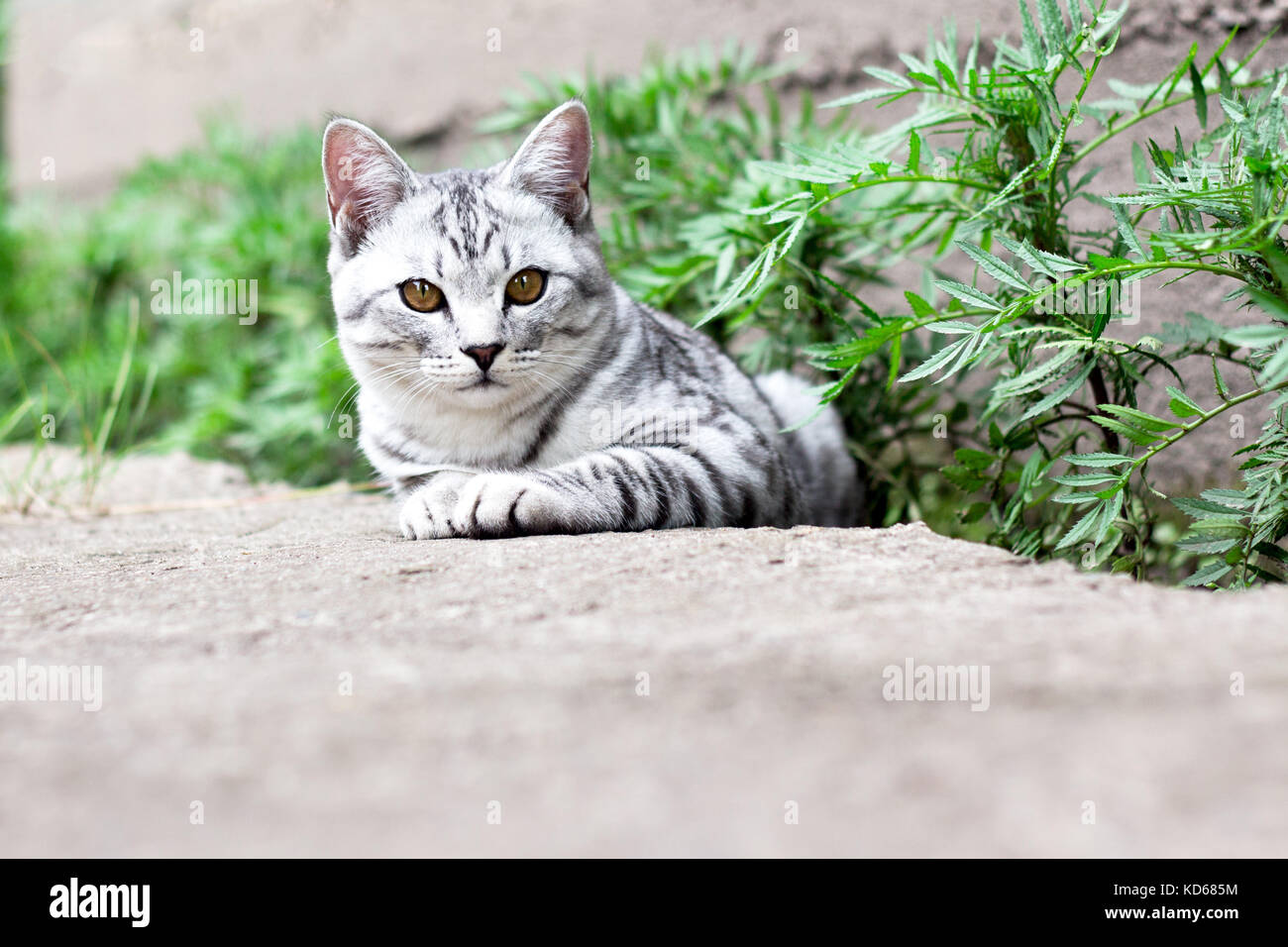 Cat sit on a stone path in green grass on the summer garden background ...