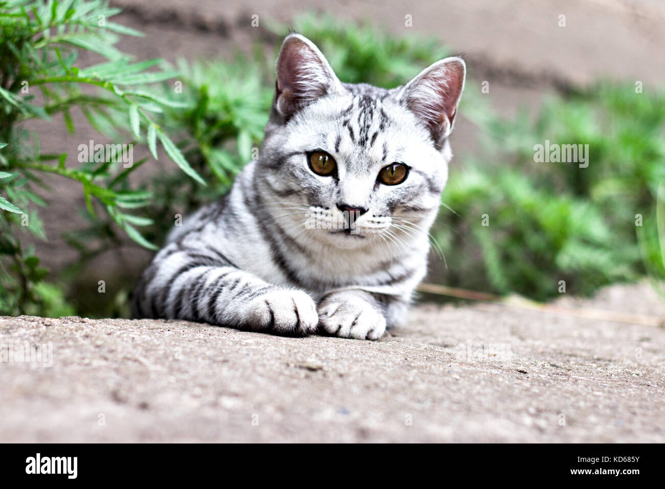 Cat sit on a stone path in green grass on the summer garden background ...