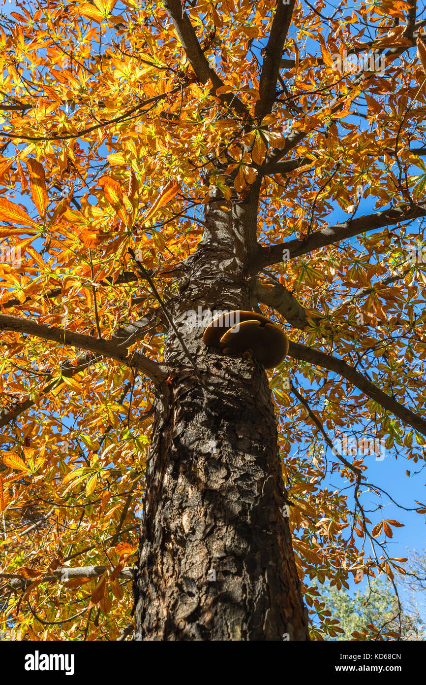 fungus growing on trunk of orange tree in autumn Stock Photo