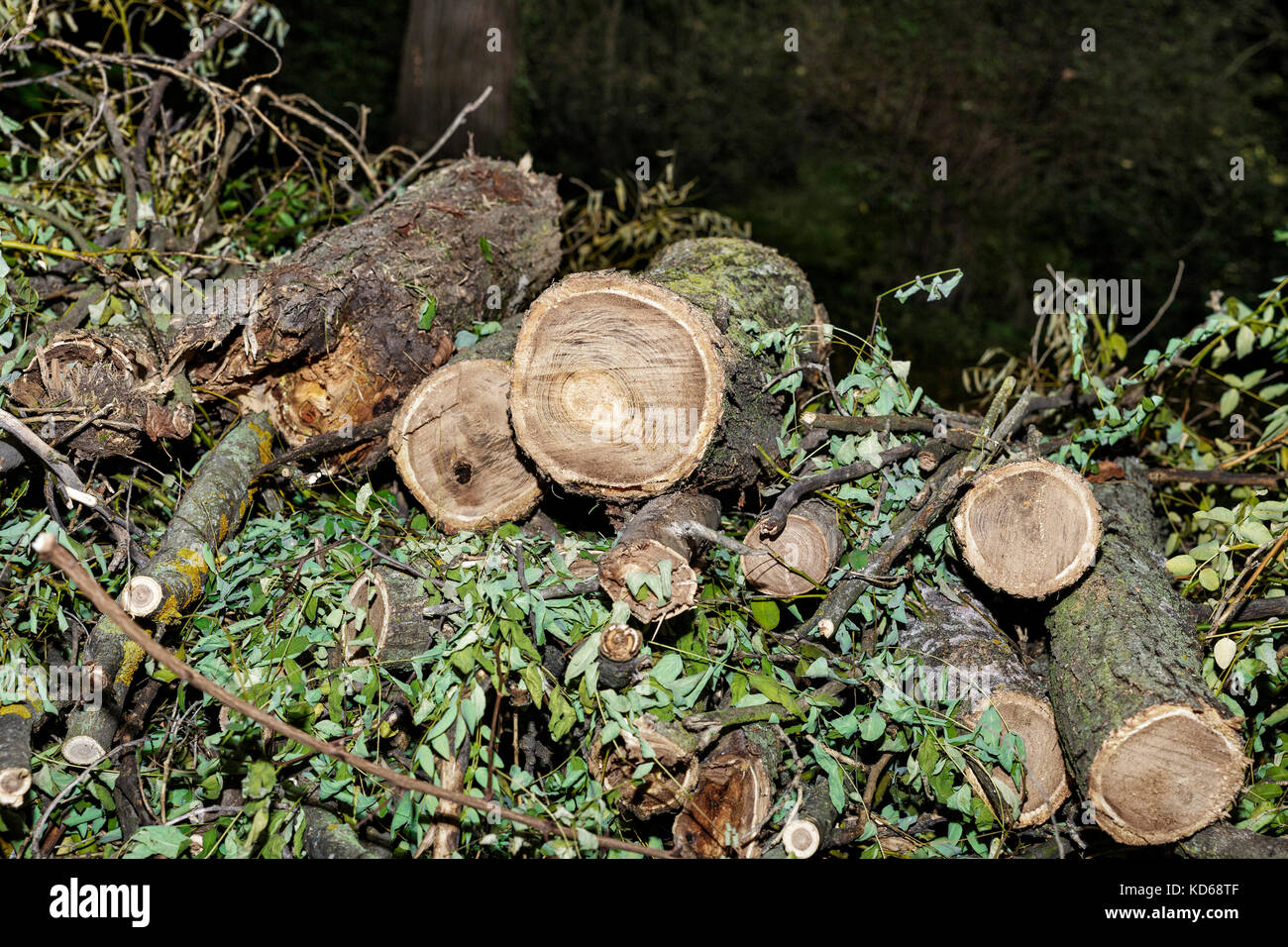pile of cut branches, trunks and leaves. Pruned tree Stock Photo Alamy