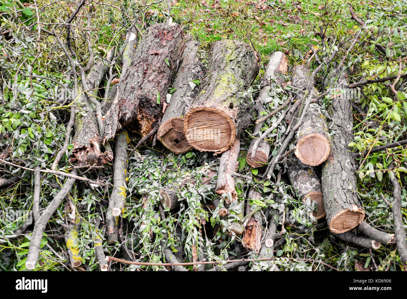 fuel wood. Pile of trunks and branches Stock Photo