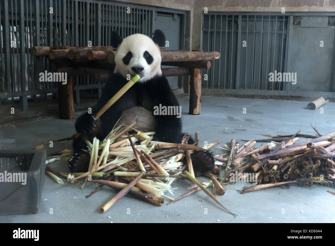 Chengdu Research Base of Giant Panda Breeding, or Panda Base, in Chengdu, China, Asia. Animal eating bamboo in zoo, zoological gardens, rescue center Stock Photo