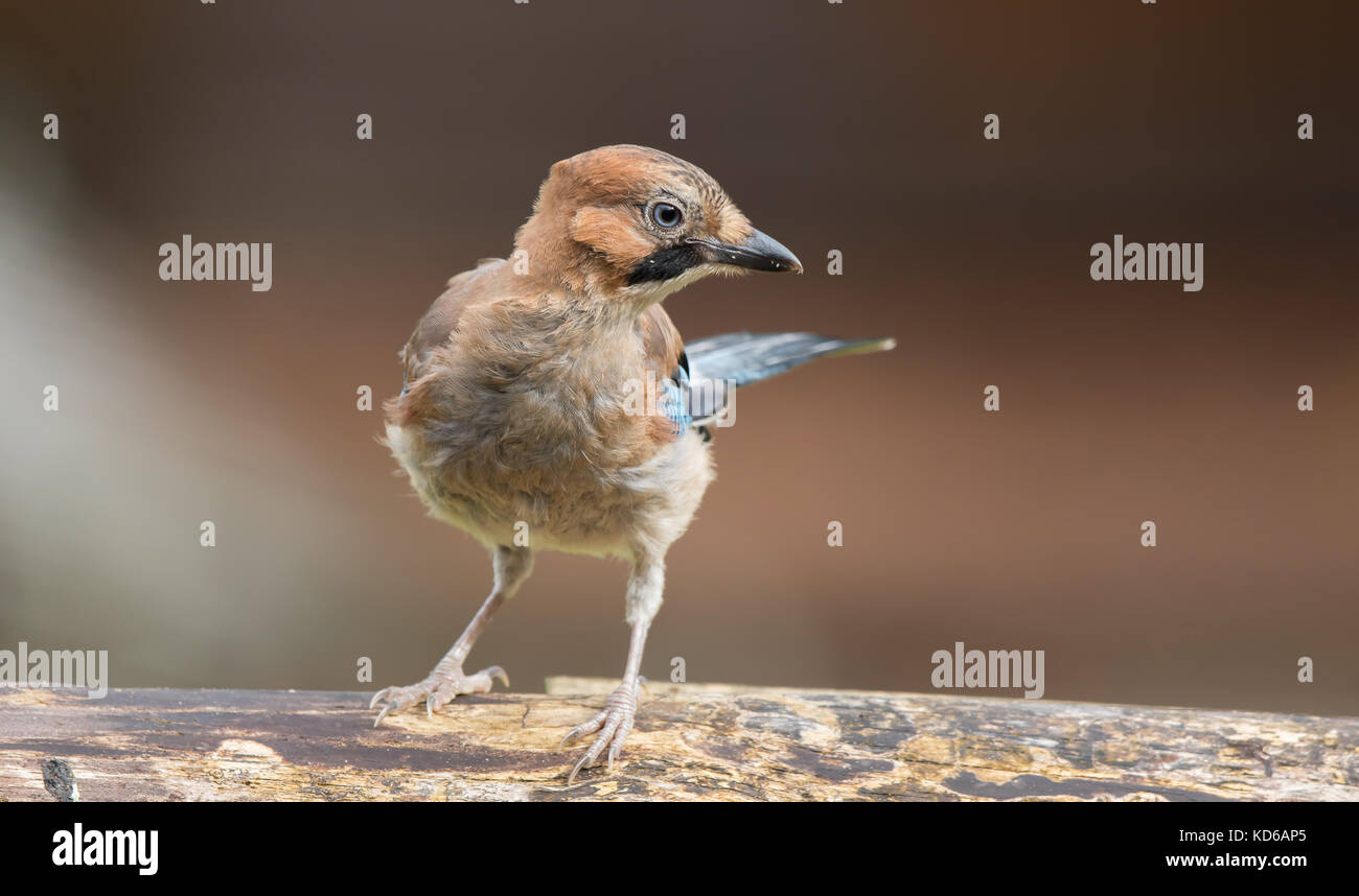 Detailed, front view close up of fluffy juvenile UK jay bird (Garrulus glandarius) isolated outdoors in summer, perched on log looking to one side. Stock Photo