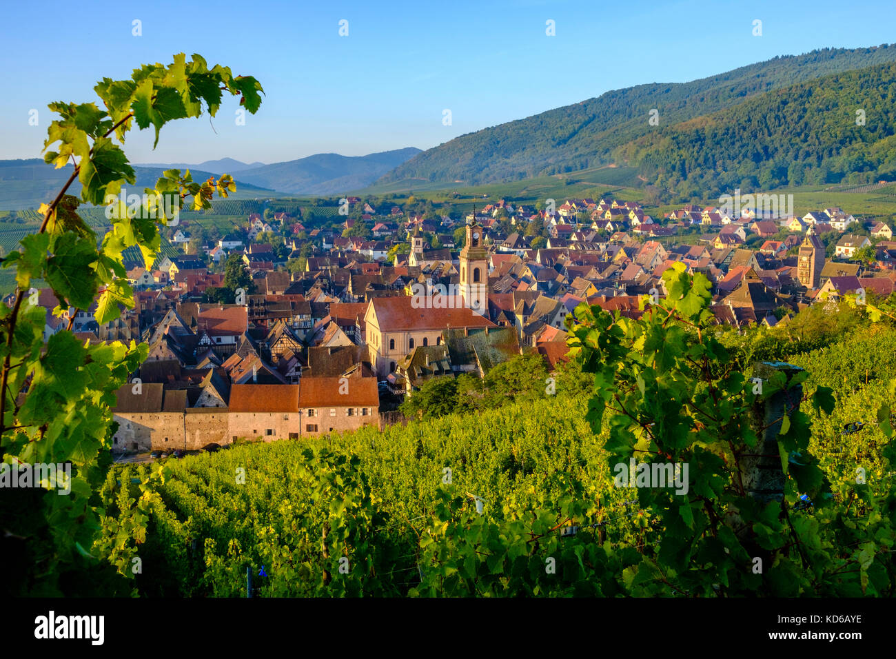 Aerial panoramic view on the small town, surrounded by vineyards ...