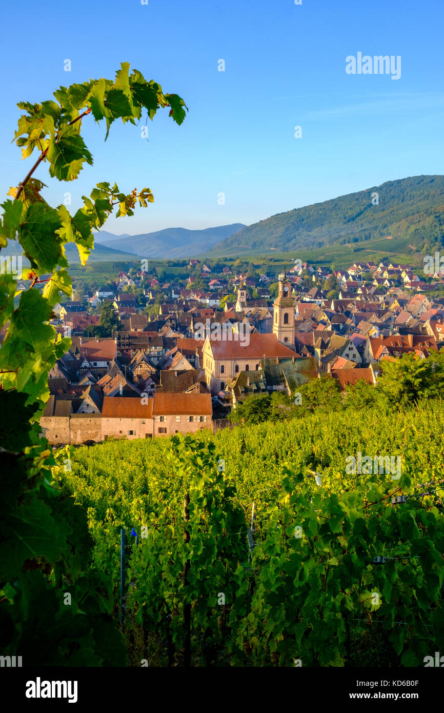 Aerial panoramic view on the small town, surrounded by vineyards ...