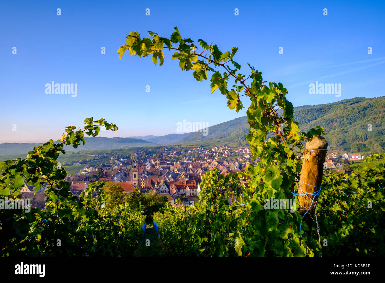 Aerial panoramic view on the small town, surrounded by vineyards ...