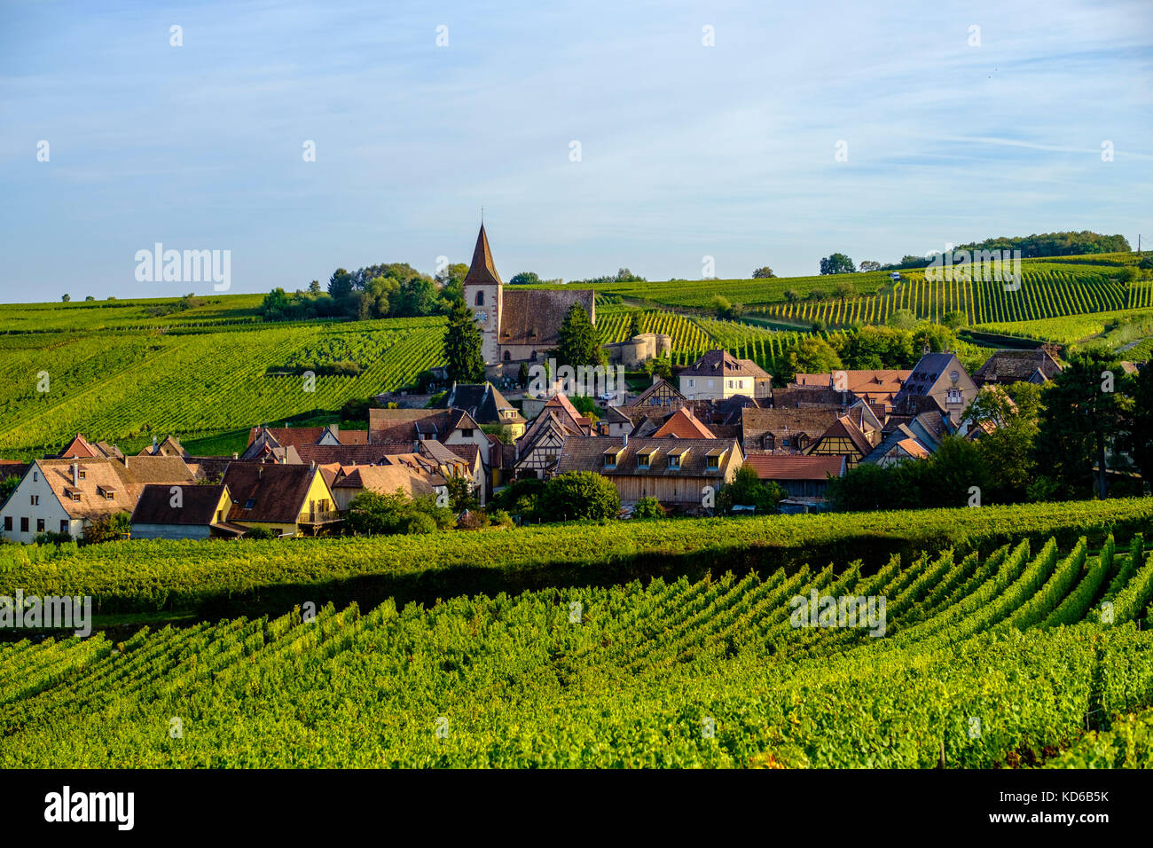 Vineyards are surrounding the historical village at the foot of Alsace ...
