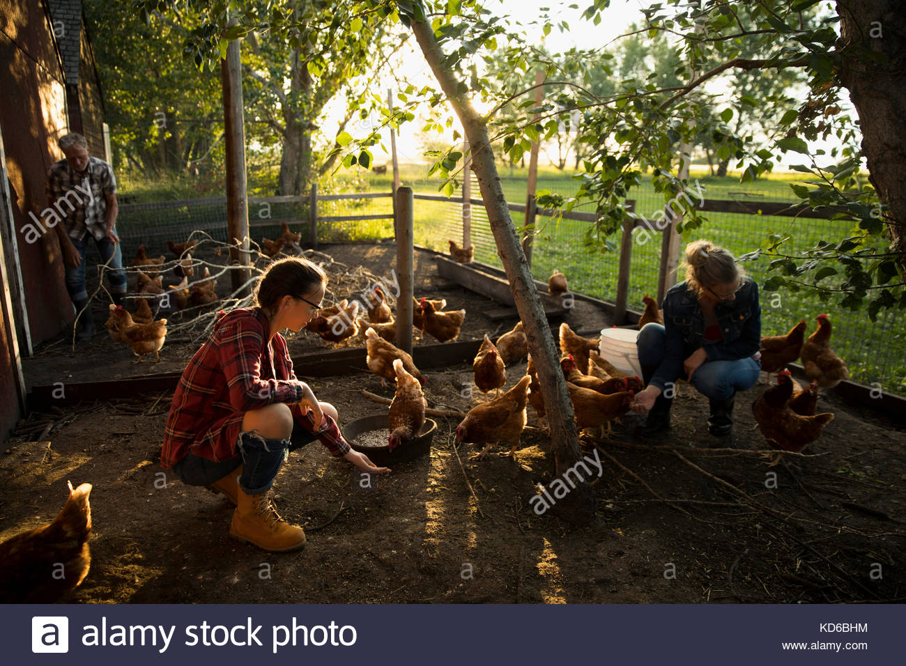 Mother and daughter farmers feeding chickens in chicken coop Stock