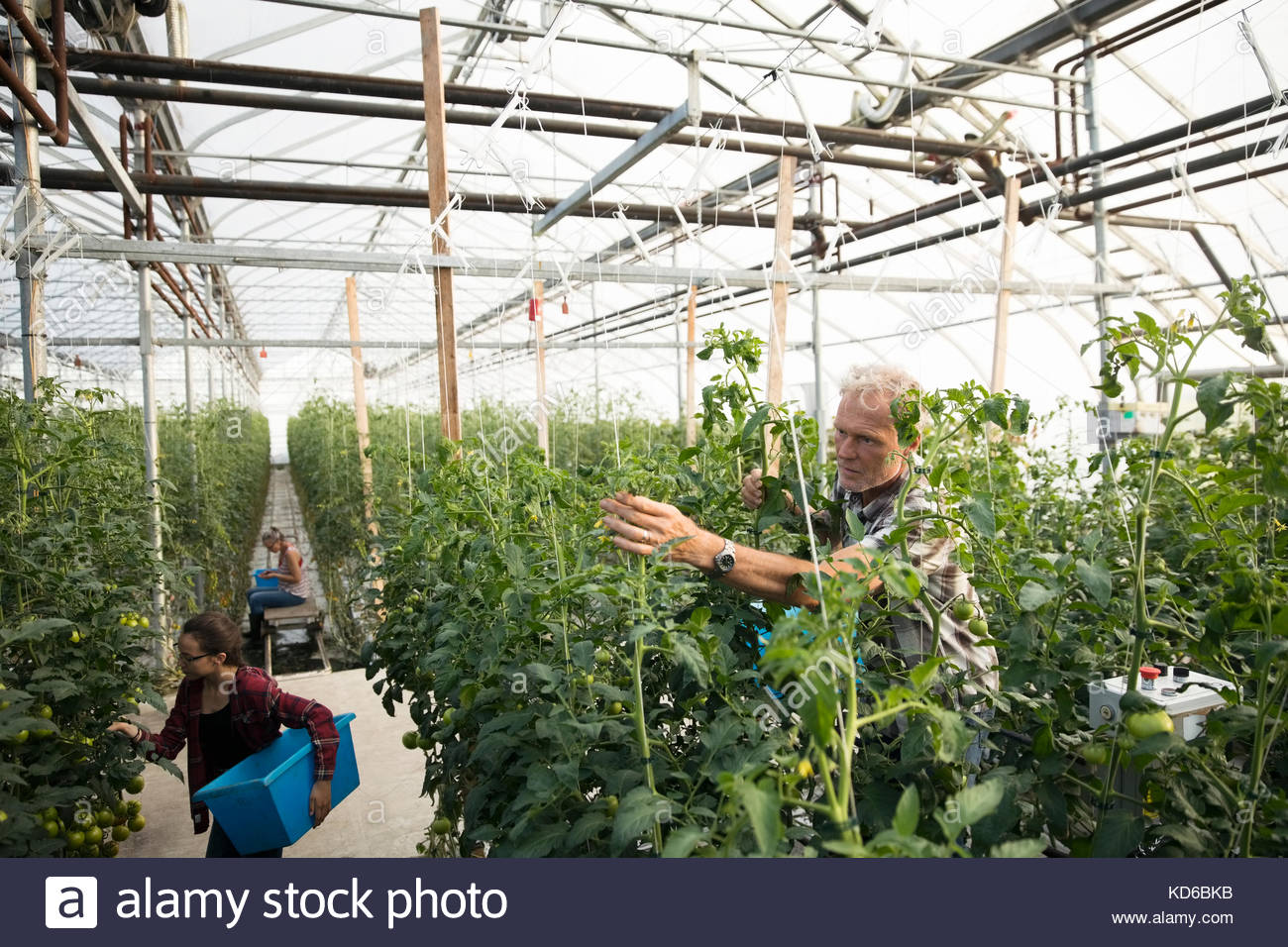 Farmers harvesting tomatoes in greenhouse Stock Photo - Alamy