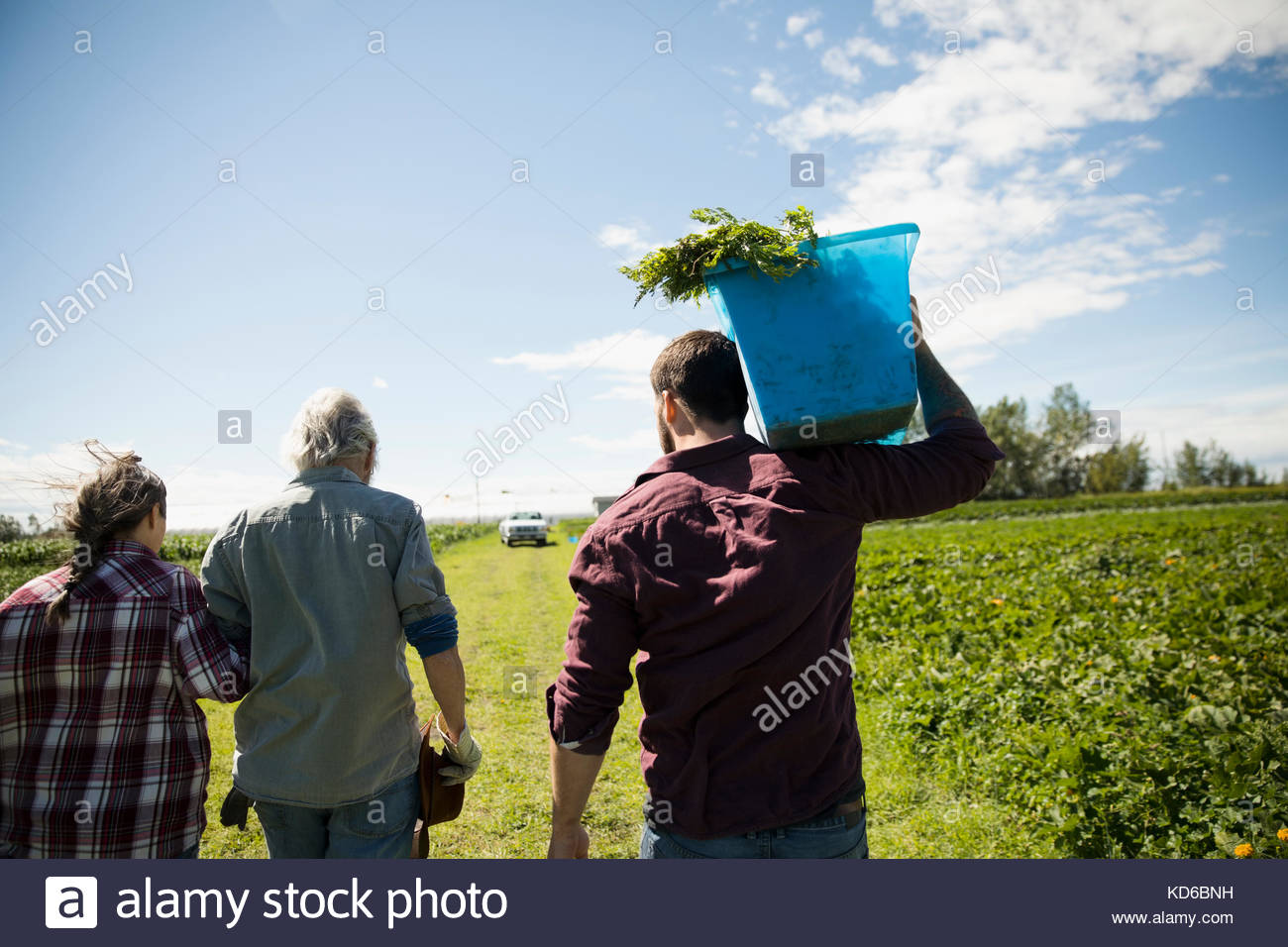 Farmers Harvesting Vegetables On Sunny Farm Stock Photo Alamy