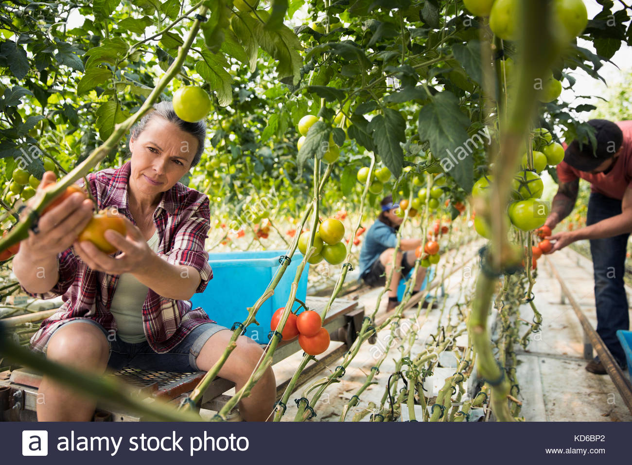 Woman inspecting tomatoes growing on tomato plants in greenhouse Stock Photo