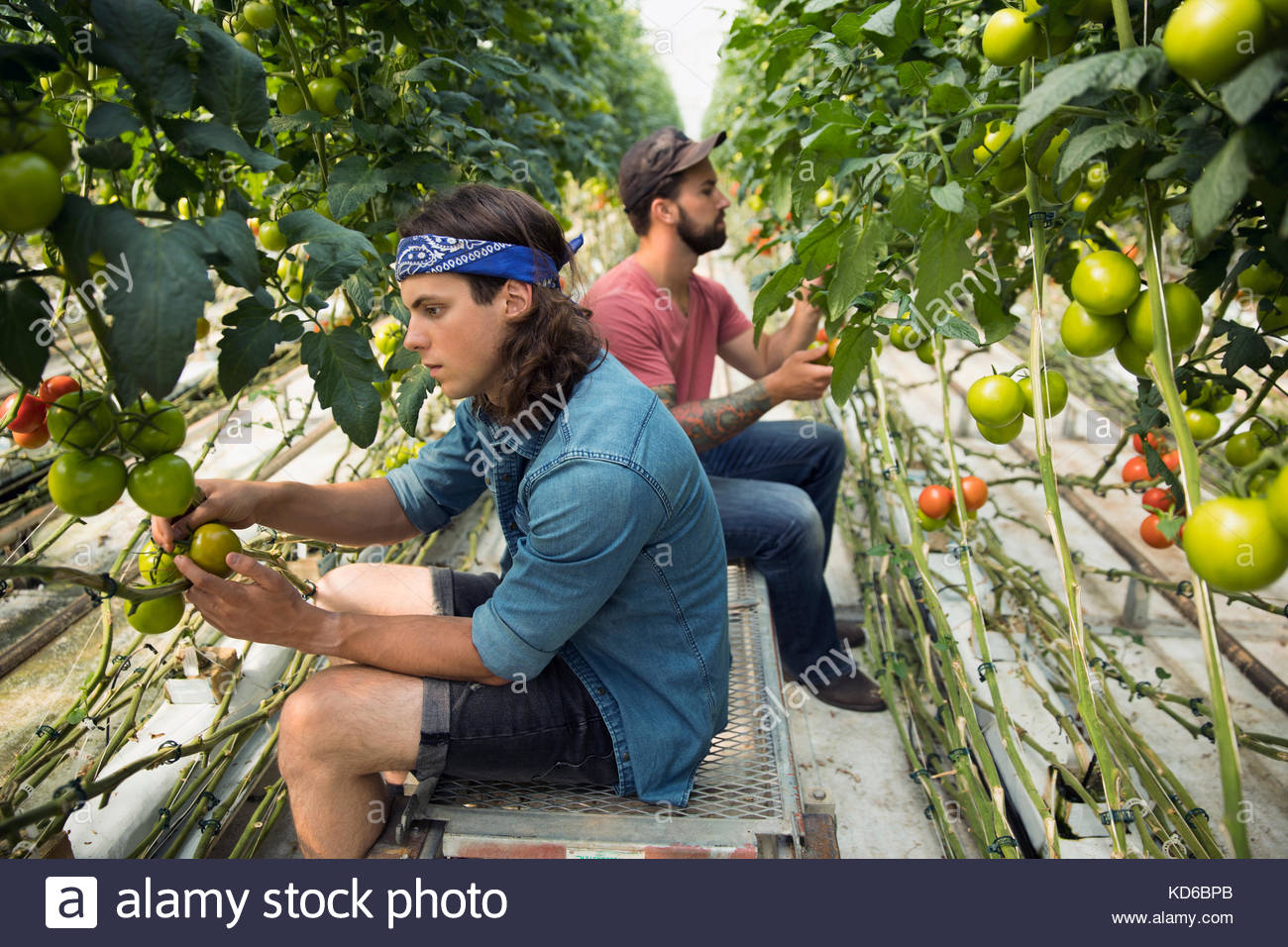 Men checking, pruning tomato plants growing on tomato plant vines in greenhouse Stock Photo