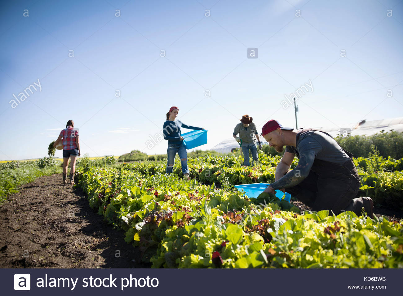 Farmers harvesting lettuce in vegetable garden on sunny farm Stock Photo