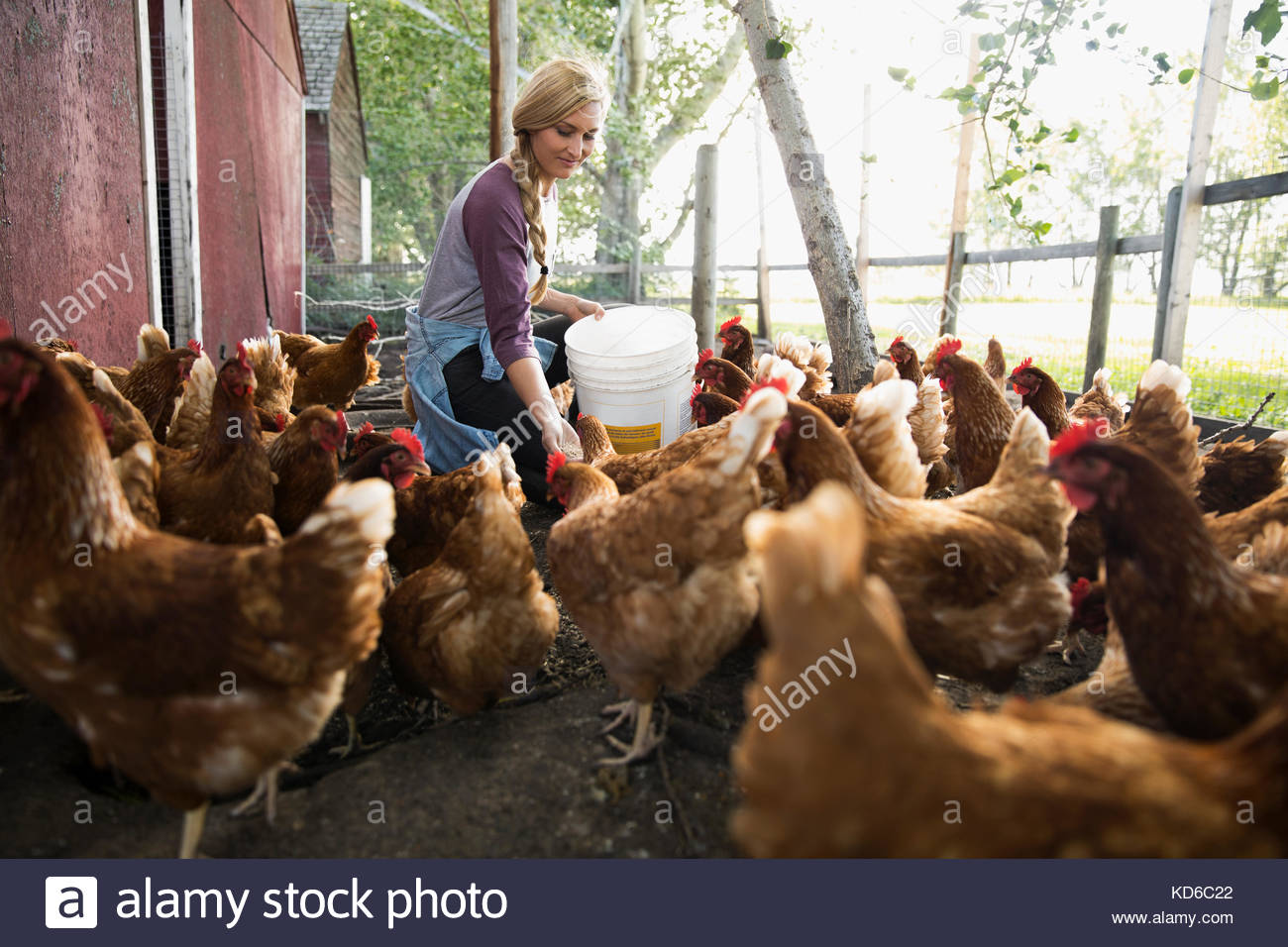 Young female farmer feeding chickens in chicken coop Stock Photo Alamy