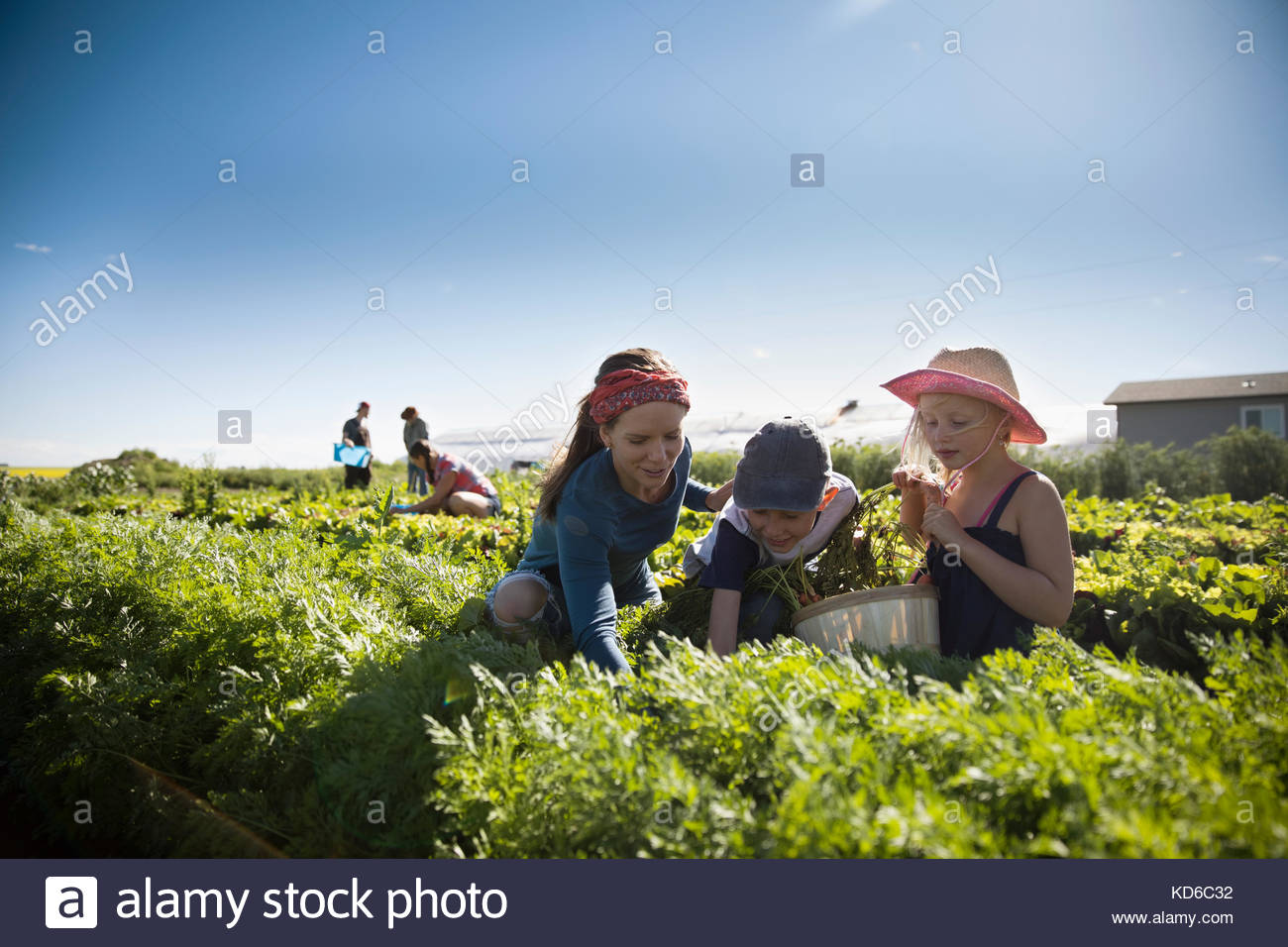 Family farmers harvesting arugula lettuce in vegetable garden on sunny