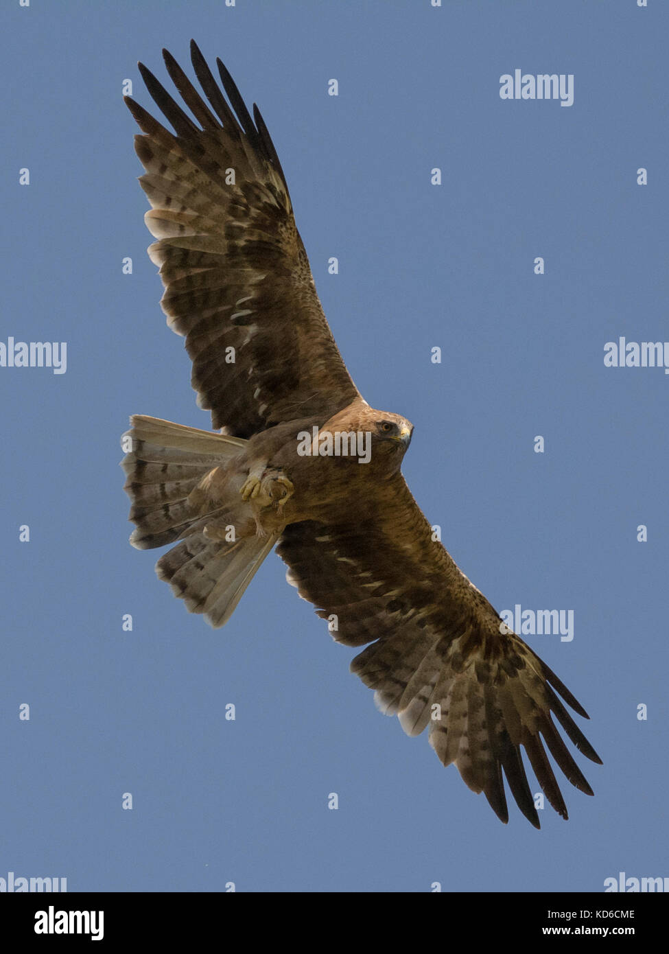 Booted eagle (Hieraaetus pennatus, or Aquila pennata) dark morph flying with indian desert jird catch at Greater rann of kutch, Gujrat, India Stock Photo