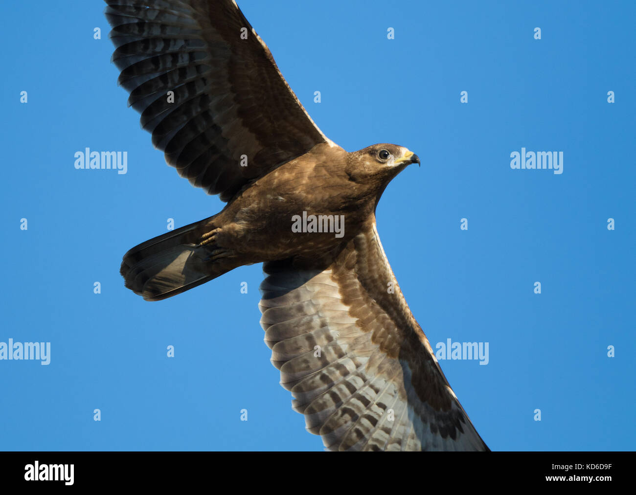 Buzzard in flight hi-res stock photography and images - Alamy