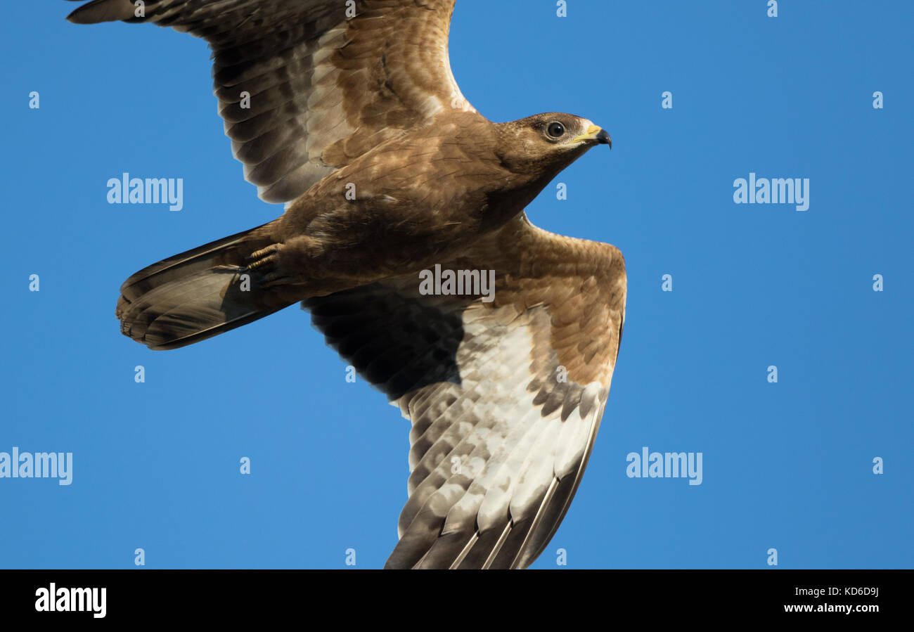 Juvenile honey buzzard in flight Stock Photo - Alamy