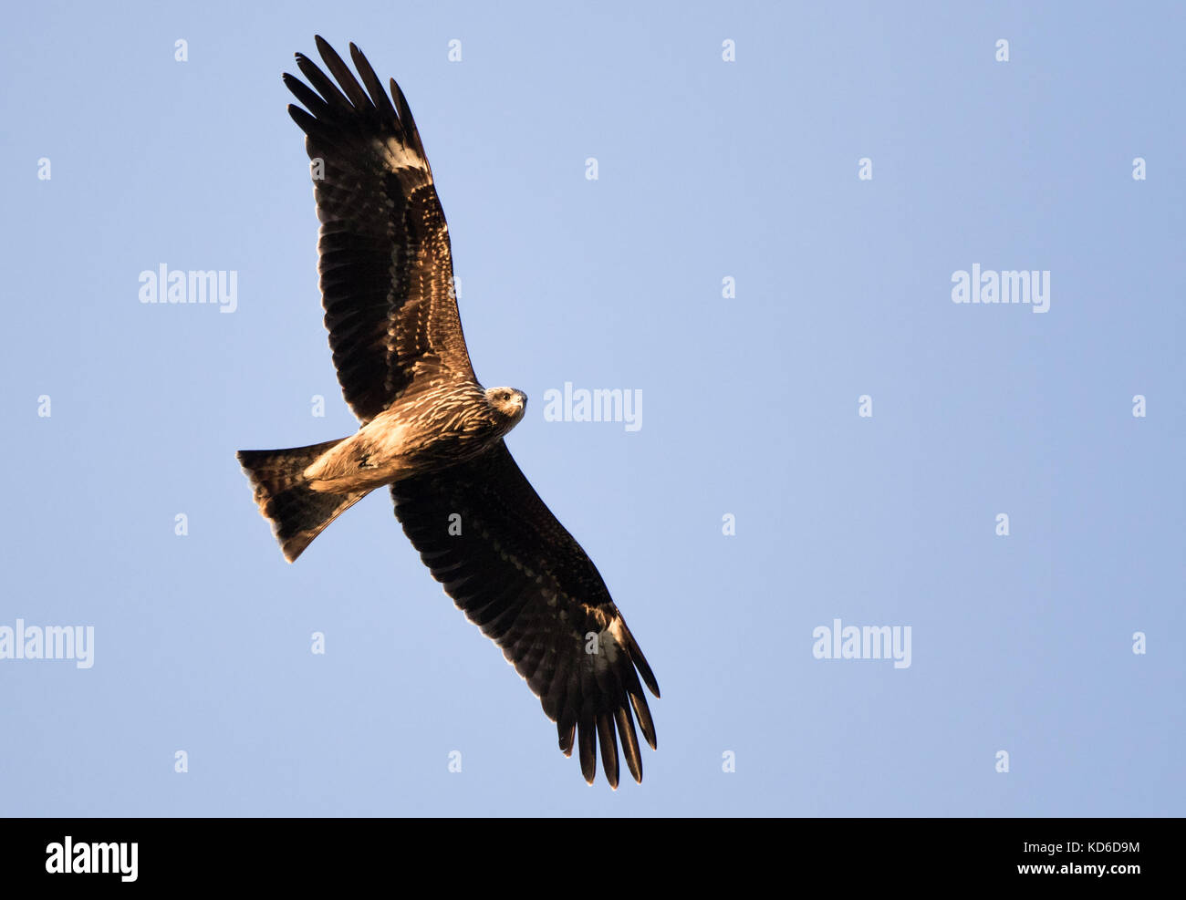 Black kite in flight. juvenile. White undermarks. Stock Photo