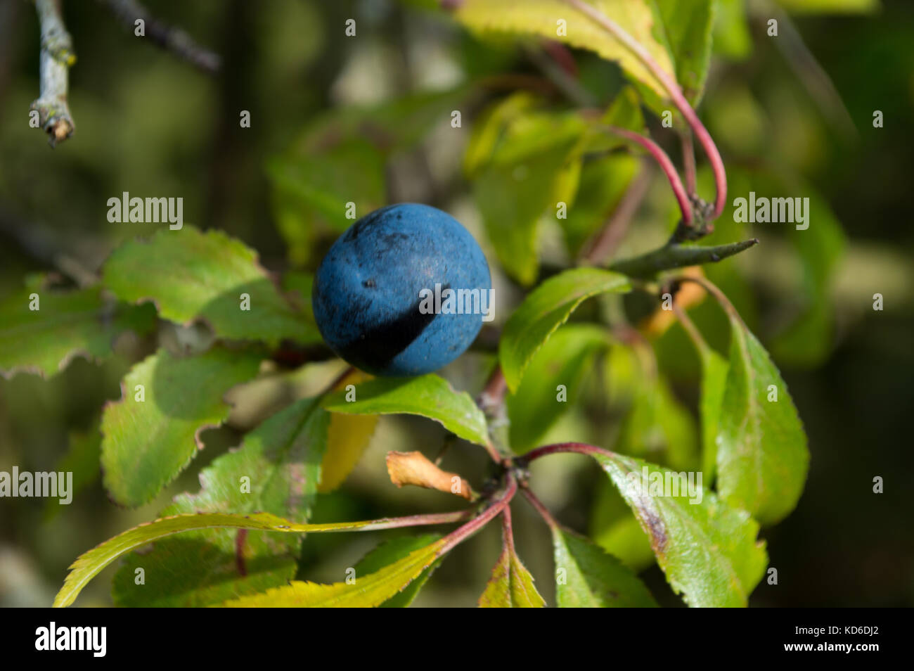 Slowberry Ripe berries in english hedgerow hi-res stock photography and images ...