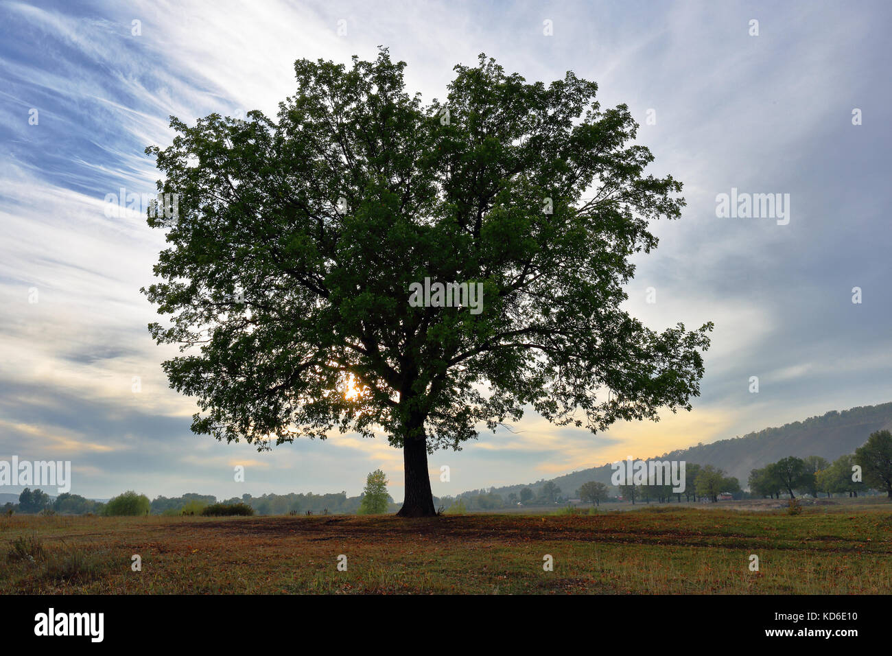 Old lonely oak tree at sunset in autumn Stock Photo - Alamy